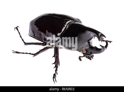 Rhinoceros beetle Xylotrupes Gideon sumatrensis isoliert Stockfoto