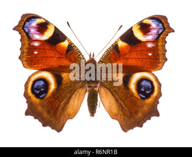 Europäischen peacocok Schmetterling Stockfoto