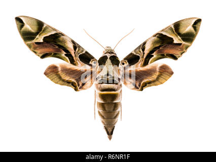 Oleander Hawk-moth isoliert auf weißem Stockfoto