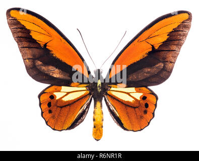 Ornithoptera croesus tropischer Schmetterling isoliert Stockfoto