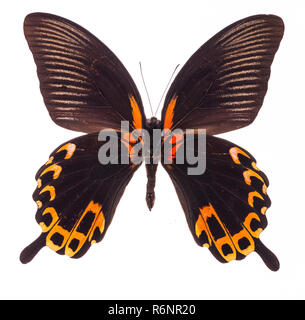 Scarlet Mormone Schmetterling isoliert auf weißem Stockfoto