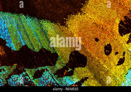 Madagassischen Sonnenuntergang Motte (Chrysiridia rhipheus) Detail eines Flügels Stockfoto