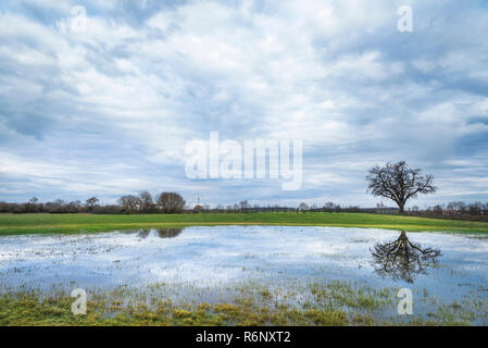 Bewölkter Himmel und Baum im Wasser spiegelt Stockfoto