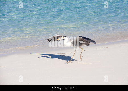 Leben im Paradies Stockfoto