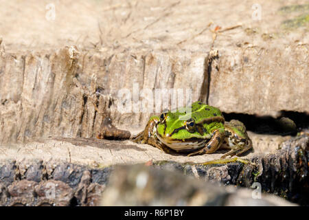 Schöne Sumpf Frosch, Europäische Tierwelt Stockfoto