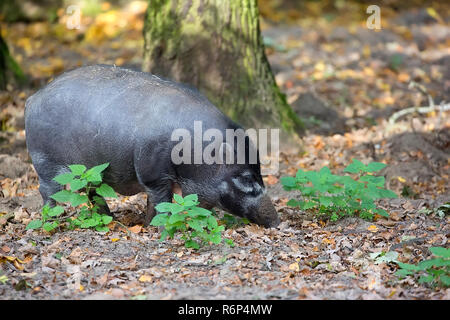 Visayan Warty Schwein in den Wald Stockfoto