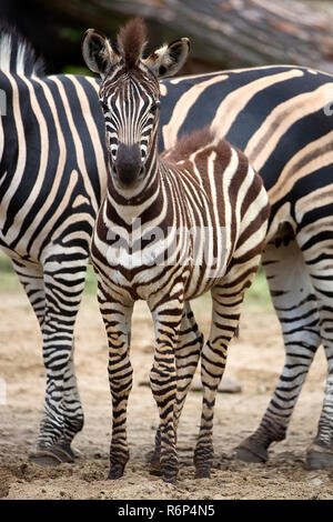 Junge Zebra in einer Lichtung Stockfoto