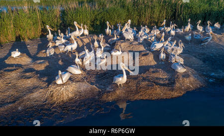 Krauskopfpelikane (pelecanus Crispus) in das Donau Delta Rumänien Stockfoto