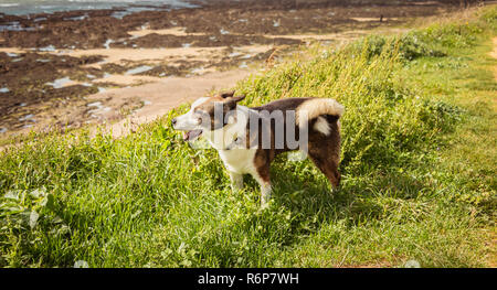 Wenig Welsh Corgis Pembroke Hund zu Fuß am Strand Stockfoto