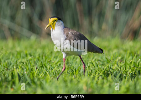 Maskierte Kiebitz Plover Stockfoto