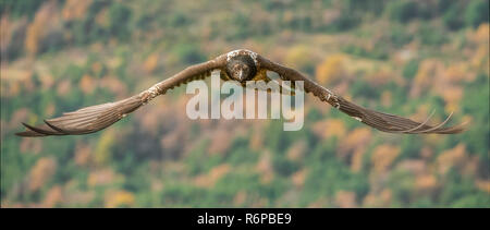 Lämmergeier Gypaetus Barbatus Stockfoto