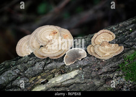 Daedaleopsis Confragosa, allgemein bekannt als die dünnen ummauerte Labyrinth Polypore oder die errötende Halterung Stockfoto