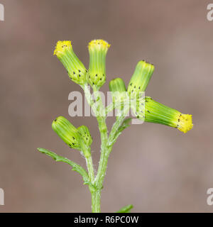 Senecio vulgaris, wie Kreuzkraut und old-man-in-the-Feder bekannt Stockfoto