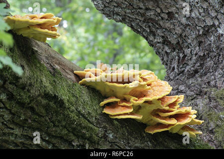 Krabbe - von - die - Holz, auch als Schwefel Schwefel polypore, Regal, und Hühnchen - von - die - Holz Stockfoto