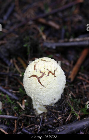 Amanita regalis, allgemein bekannt als The Royal fly Agaric oder der König von Schweden Amanita Stockfoto