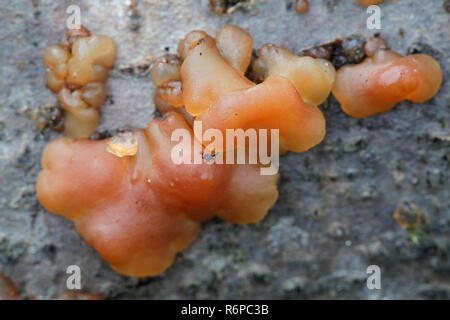 Tremella Gelee Pilz, Exidia cartilaginea Stockfoto