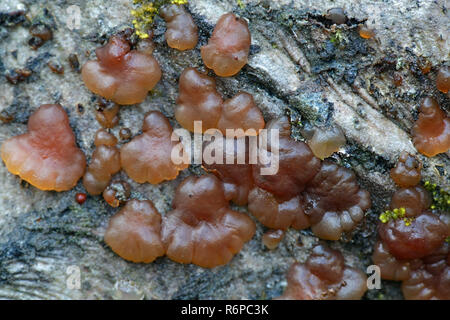 Tremella Gelee Pilz, Exidia cartilaginea Stockfoto