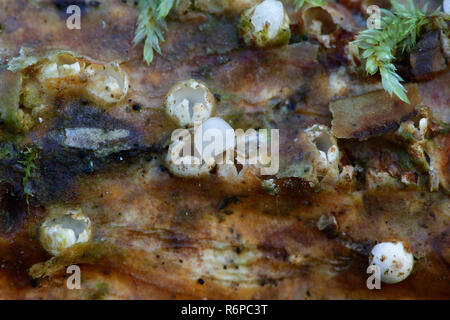 Sphaerobolus stellatus, die gemeinhin als die Kanonenkugel Pilz bekannt Stockfoto