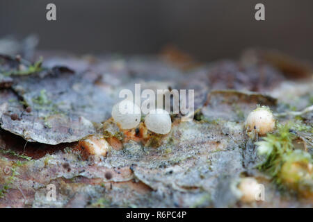 Sphaerobolus stellatus, die gemeinhin als die Kanonenkugel Pilz bekannt Stockfoto