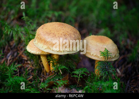 Pholiota flammans, allgemein bekannt als die gelbe Pholiota pholiota, die flammenden, oder die Flamme scalecap Stockfoto