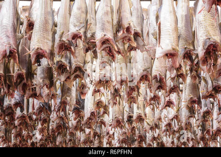 Kabeljau (Dorsch) trocknen auf hölzernen Regalen. Stockfisch von Lofoten Welt bekannt als Skrei, wichtige norwegische Export, Lofoten, Norwegen, Europa Stockfoto