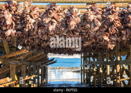 Kabeljau (Dorsch) leitet das Trocknen auf hölzernen Regalen. Stockfisch von Lofoten Welt bekannt als Skrei, wichtige norwegische Export, Lofoten, Norwegen Stockfoto