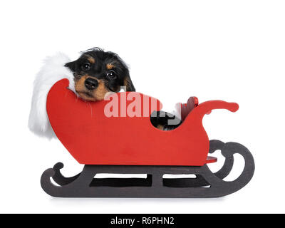 Super niedlich Mini Dackel wirehaired sitzen in rot Holz Schlitten mit weißem Pelz Decke mit Kopf auf die Kante. Auf Kamera mit Herabhängende Augen. Isolat Stockfoto