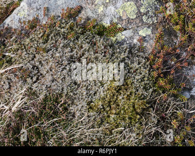 Racomitrium lanuginosum, aka wolliges Haar Moos oder Woolly fringe Moos, eine weit verbreitete montane Arten. Hier auf der Moel Siabod in Snowdonia gesehen Stockfoto