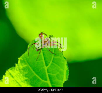 Cucumber Green Spider auf grünem Blatt Stockfoto