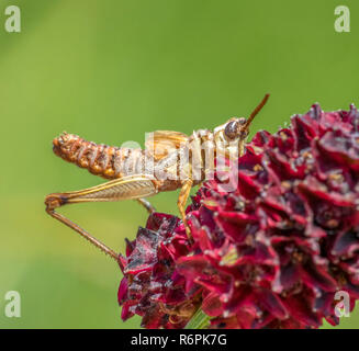 Heuschrecke auf pimpinelle Blume Stockfoto