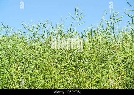 Sonnige Raps closeup Stockfoto