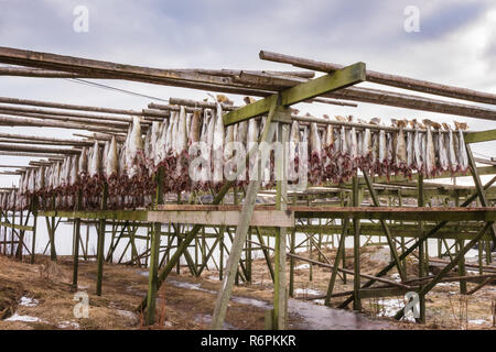 Kabeljau (Dorsch) trocknen auf hölzernen Regalen. Stockfisch von Lofoten Welt bekannt als Skrei, wichtige norwegische Export, Lofoten, Norwegen, Europa Stockfoto