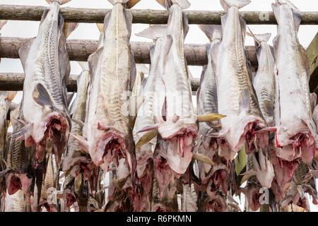 Kabeljau (Dorsch) trocknen auf hölzernen Regalen. Stockfisch von Lofoten Welt bekannt als Skrei, wichtige norwegische Export, Lofoten, Norwegen, Europa Stockfoto