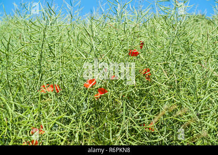 Sonnige Raps und Mais poppy closeup Stockfoto