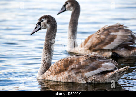 Junge graue Schwäne schwimmen in einem See in Polen. Stockfoto