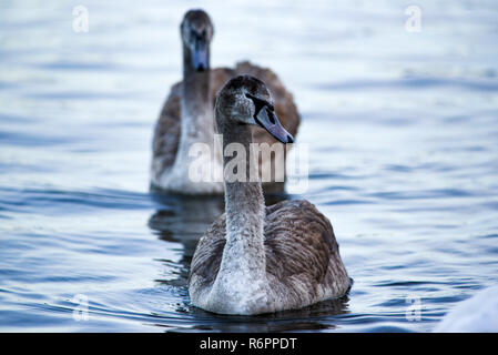 Niedliche graue und weiße Ente mit zerrupften Federn auf seinen Flügeln