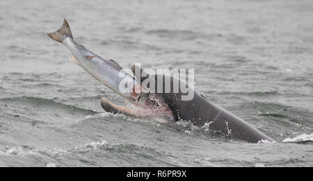 Große Tümmler jagen Atlantischen Lachs in schottischen Gewässern Stockfoto