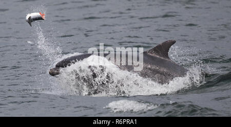 Große Tümmler jagen Atlantischen Lachs in schottischen Gewässern Stockfoto