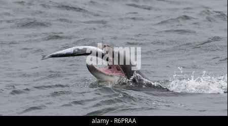 Große Tümmler jagen Atlantischen Lachs in schottischen Gewässern Stockfoto