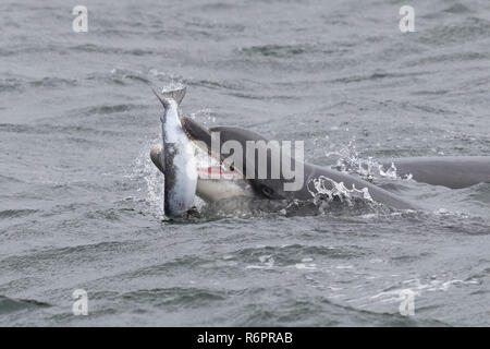 Große Tümmler jagen Atlantischen Lachs in schottischen Gewässern Stockfoto