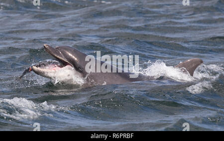 Große Tümmler jagen Atlantischen Lachs in schottischen Gewässern Stockfoto