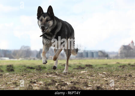 Deutscher Schäferhund Stockfoto