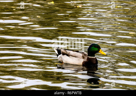 Schwimmen Mallard/Wildente im Bedfont Lakes Country Park, London, Vereinigtes Königreich Stockfoto