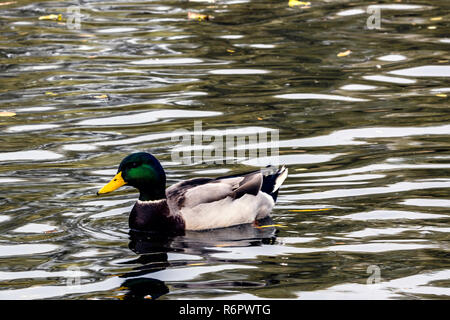 Schwimmen Mallard/Wildente im Bedfont Lakes Country Park, London, Vereinigtes Königreich Stockfoto