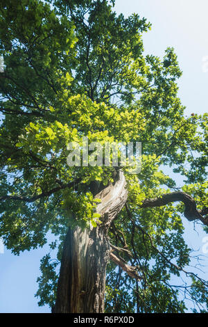 Big bent Oak Tree von unten Stockfoto