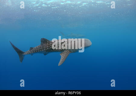 Walhai (Rhincodon Typus) Bohol Sea, Oslob, Cebu, Philippinen, Südostasien Stockfoto