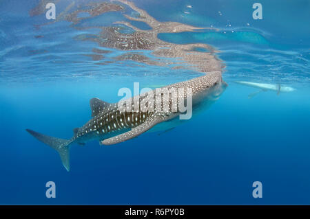 Walhai (Rhincodon Typus) Bohol Sea, Oslob, Cebu, Philippinen, Südostasien Stockfoto