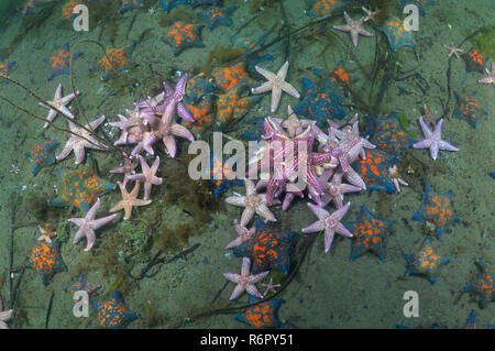 Vielen Nördlichen Pazifik seastar oder Japanischen gemeinsamen Seestern (Asterias amurensis) Meer von Japan, Fernost, Primorski Krai, Russische Föderation Stockfoto