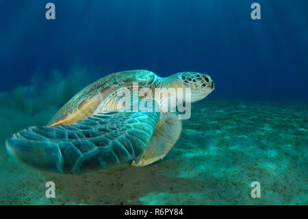 grüne Meeresschildkröte (Chelonia Mydas), Rotes Meer, Marsa Alam, Abu Dabab, Ägypten Stockfoto