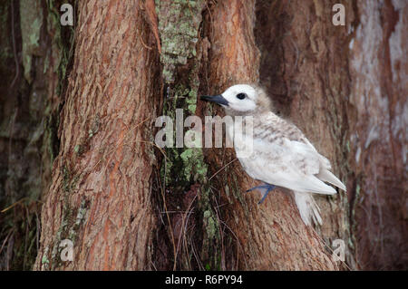 Fee, weiße Tern Vogel oder Heiligen Geist Vogel (Gygis Alba) Baby, Denis Island, Seychellen Stockfoto